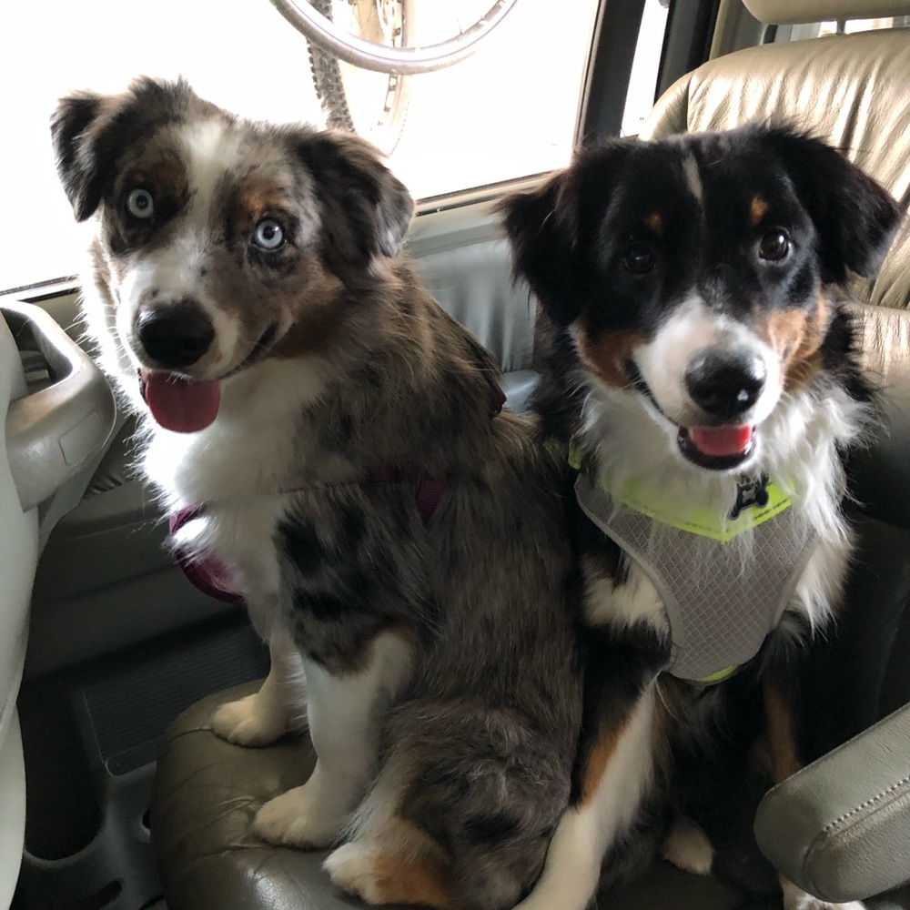 Meet your Posher, Naghmeh